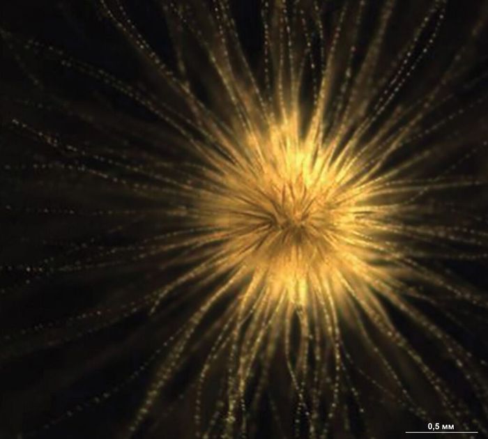 Колония цианобактерии Gloeotrichia sp., выделенная из поверхностного слоя воды озера Байкал. Фото Зоригто Намсараев